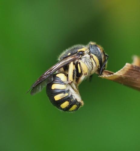 Réf. 239 259 : Anthidium sp.